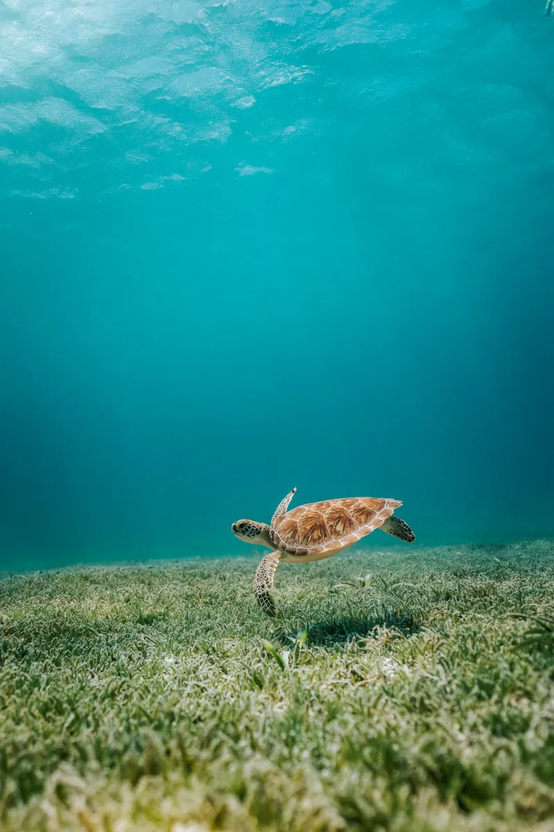 Meeresschildkröte schwimmt im türkisfarbenen Wasser dicht über einer Seegraswiese, Sonnenlicht fällt durch die Oberfläche