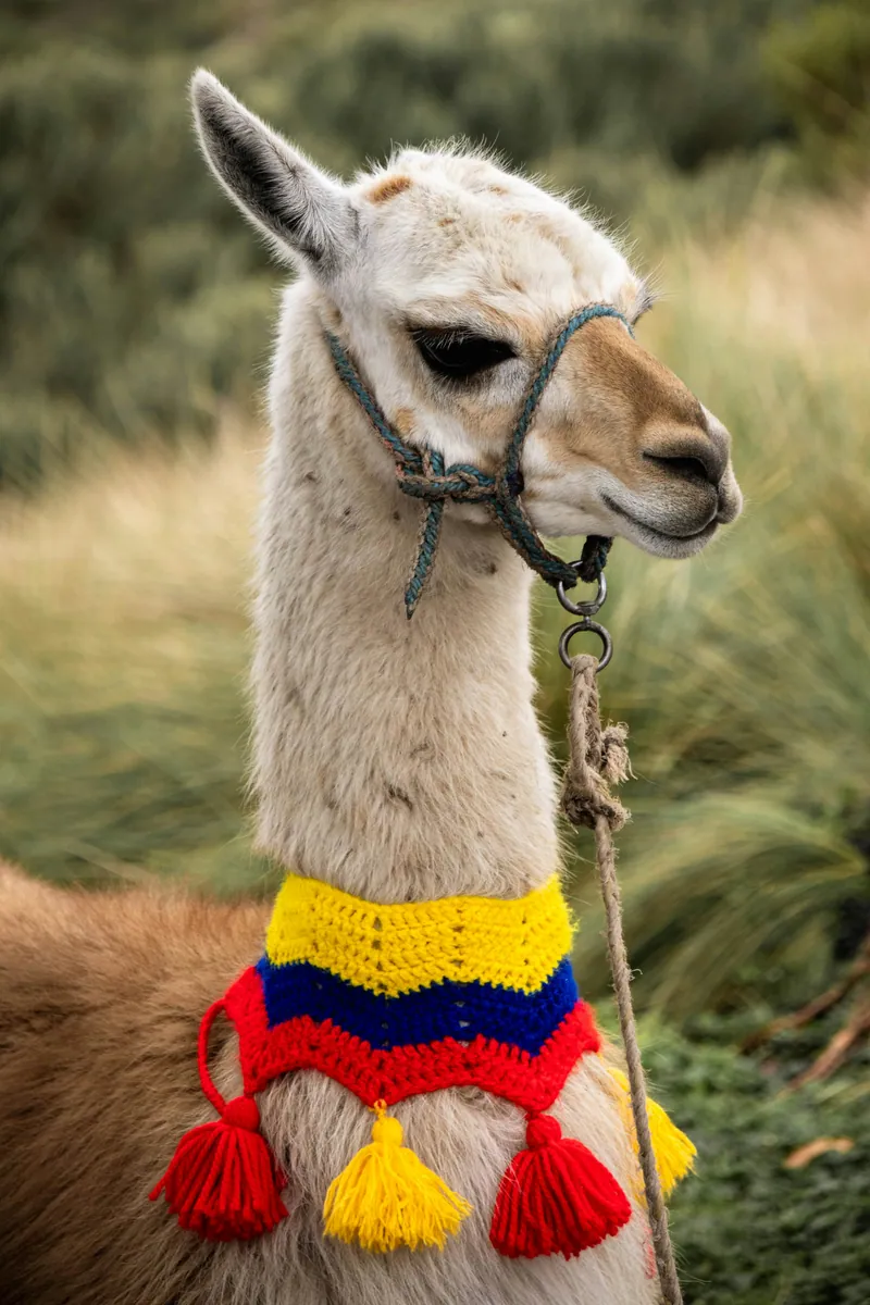 Lama mit gehäkeltem Halsschmuck in Gelb, Blau und Rot mit Quasten vor einer grasbewachsenen Hochlandlandschaft
