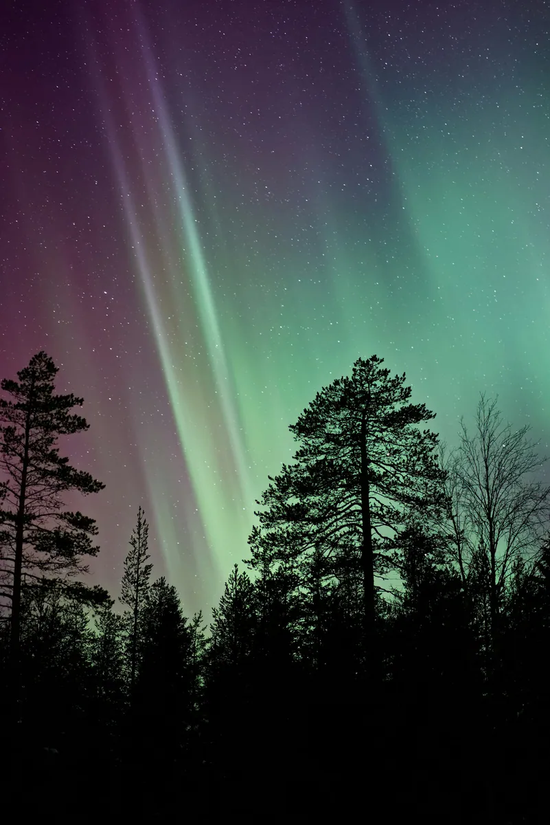 Grün und violett leuchtende Polarlichter am Sternenhimmel über den Silhouetten hoher Kiefern