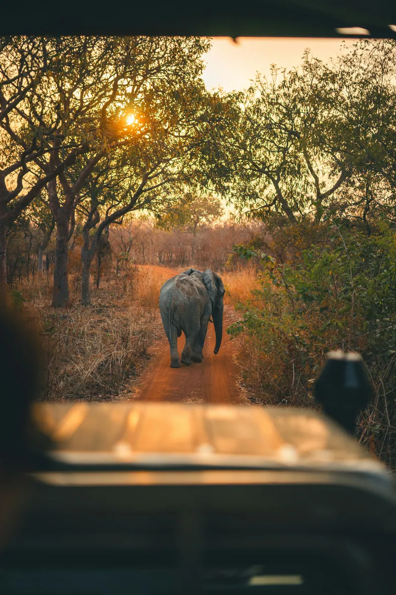 Elefant läuft auf einer roten Sandpiste durch die Savanne, gesehen aus einem Safarifahrzeug bei Sonnenuntergang