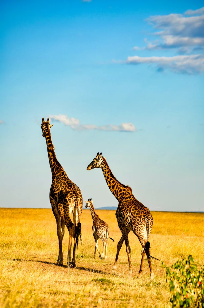 Zwei ausgewachsene Giraffen und ein Jungtier laufen durch goldgelbes Grasland unter blauem Himmel