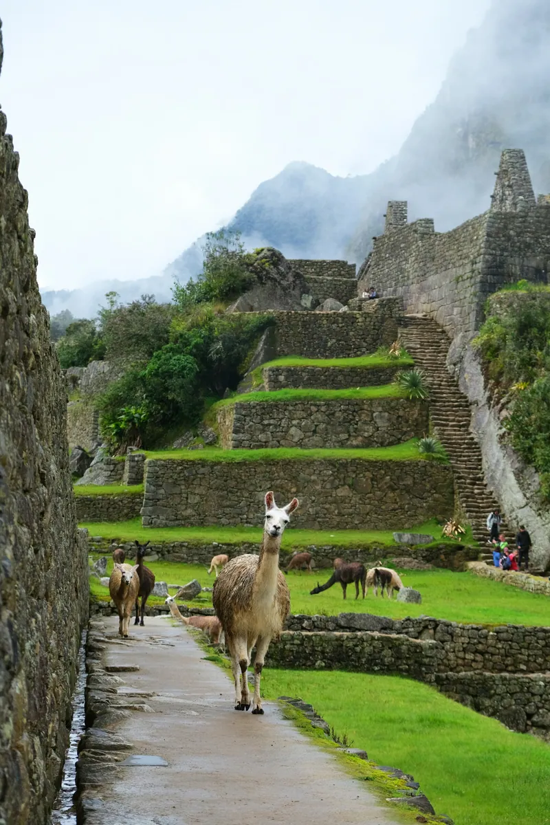 Lamas auf einem Steinweg zwischen grünen Terrassen und Inka-Mauern von Machu Picchu, dahinter Berge im Nebel.