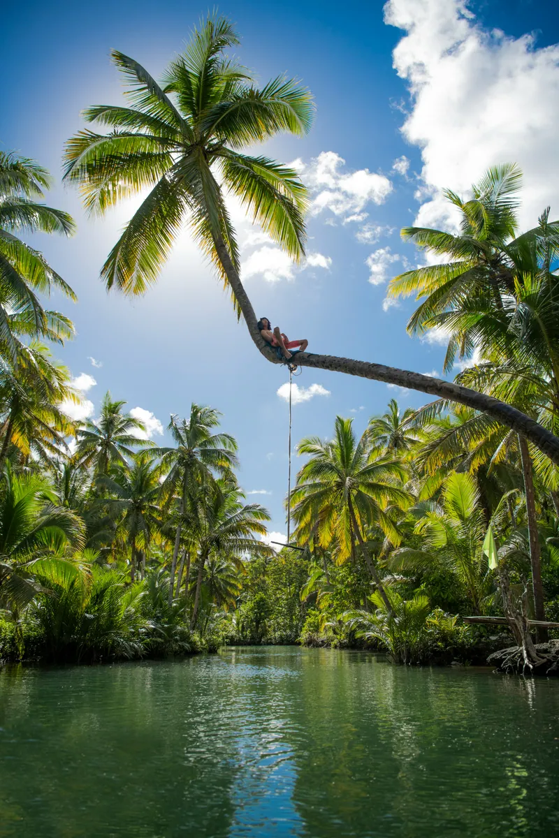 Ein Mensch sitzt auf einer weit über einen Fluss geneigten Kokospalme mit Seilschaukel, ringsum dichter Palmenwald.