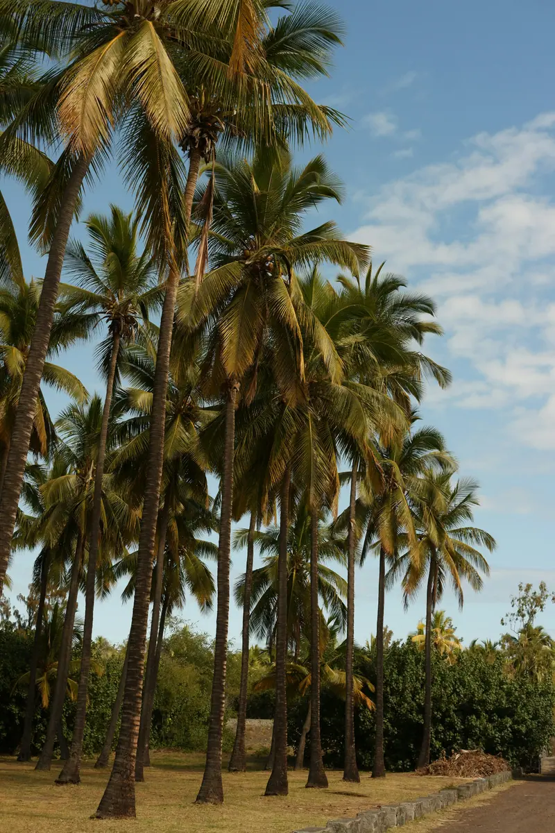 Reihe hoher Kokospalmen an einem Weg mit Steinkante, darunter trockenes Gras und Büsche unter blauem Himmel.