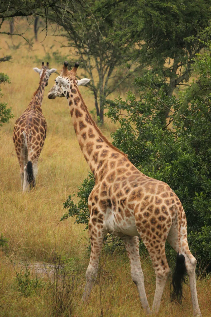 Zwei Giraffen ziehen durch hohes, goldgelbes Gras zwischen Akazien und grünen Büschen.