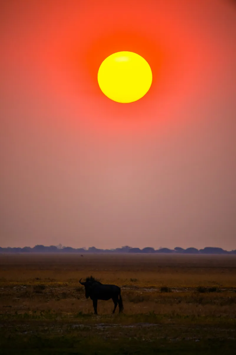 Silhouette eines Gnus auf einer weiten Grasebene unter einer großen gelben Sonne am rot gefärbten Himmel.