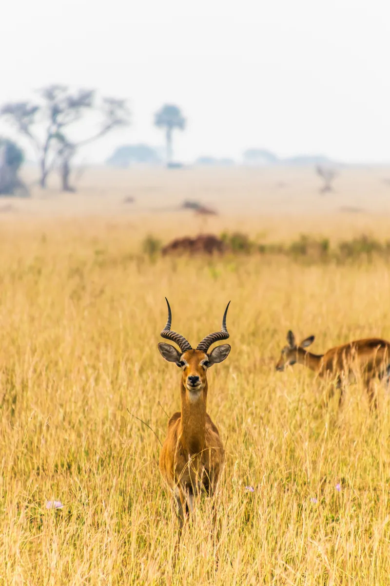 Eine Antilope mit geschwungenen, geringelten Hörnern steht in hohem goldgelbem Gras, dahinter grast ein zweites Tier.
